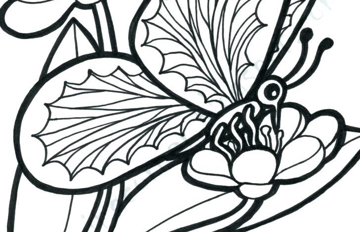 Chi tiết với hơn 80 vẽ con bướm bằng bút chì không thể bỏ qua   thtantai2eduvn