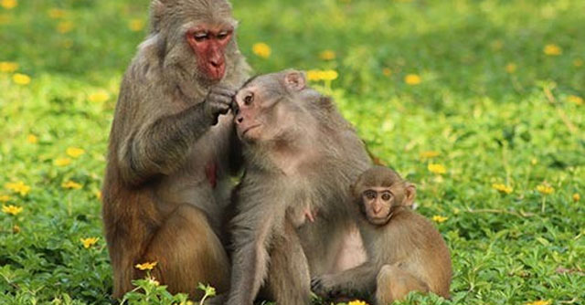 Tả con khỉ trong vườn bách thú