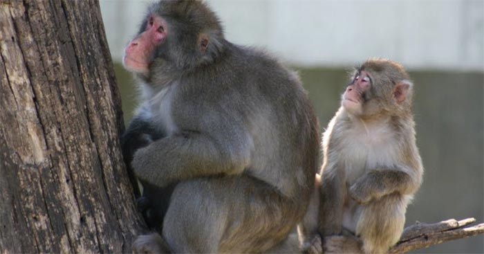 Tả con khỉ trong vườn bách thú