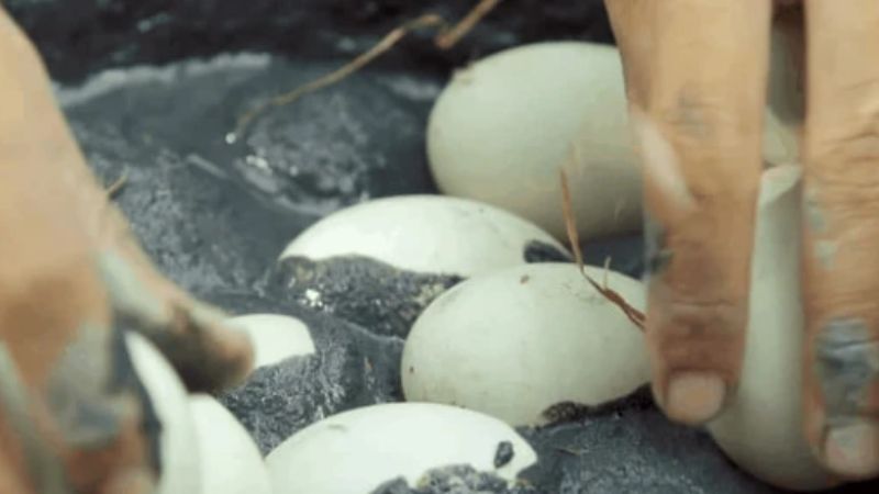 Cách làm trứng vịt biển muối