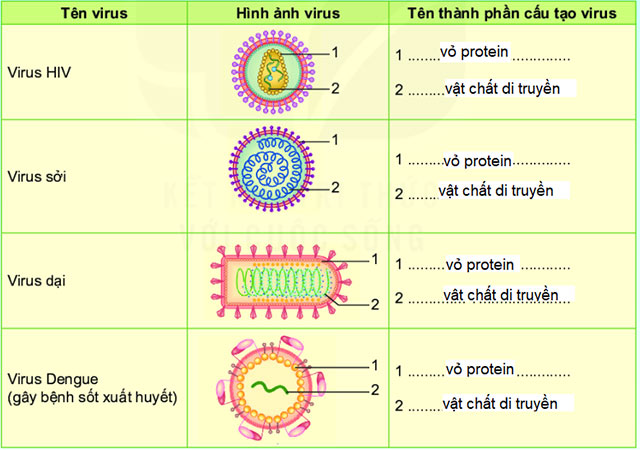 Hình dạng và cấu tạo của virus